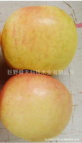 巨野舜天科技木业 跨界创新，开启生鲜水果产业新篇章